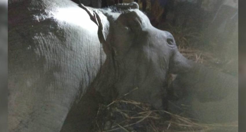 යාල් දේවි දුම්රියේ වන අලියෙකු ගැටෙයි