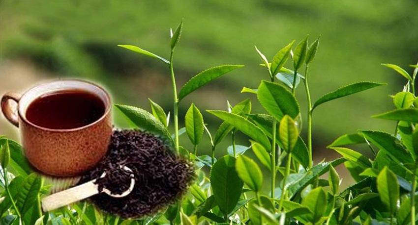 අපනයන තේවලට බලපත්‍ර ගාස්තුවක්