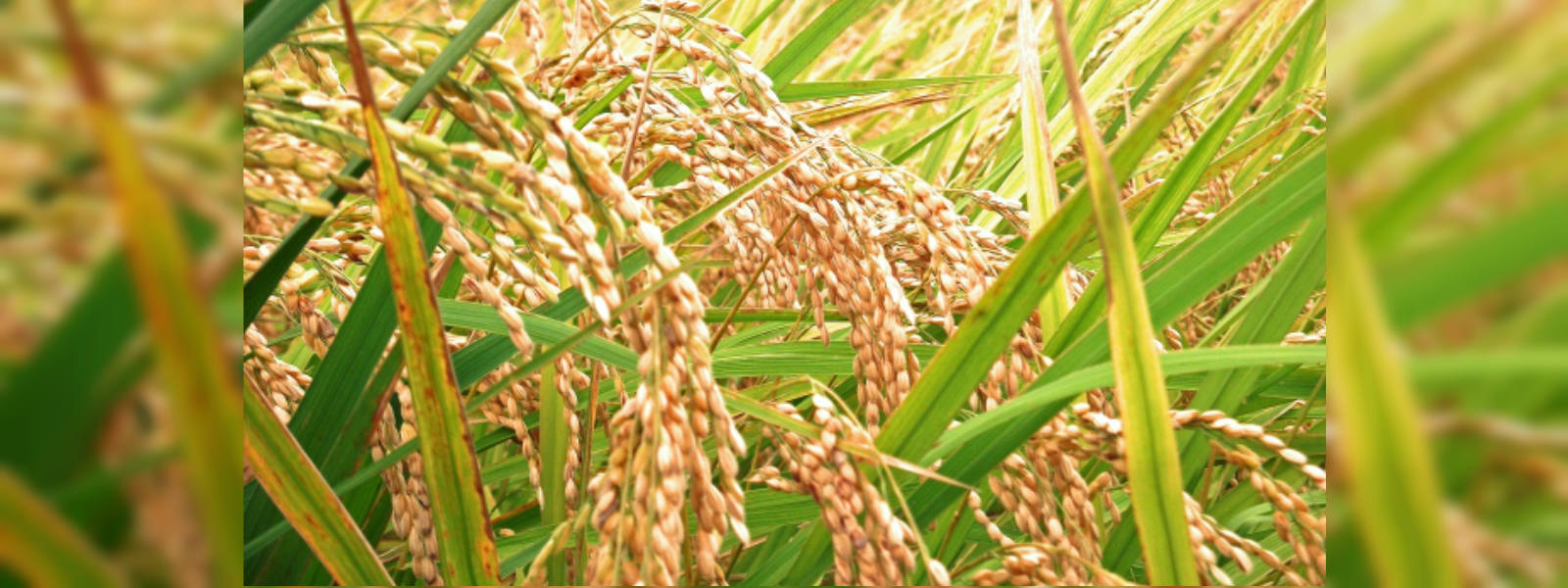 වී මිලදී ගැනීමට තවත් රු. මිලියන 250ක්..
