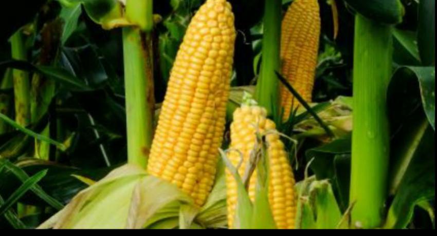 බඩ ඉරිඟු වගාව ආශ්‍රිතව තවත් රෝගී තත්ත්වයක්