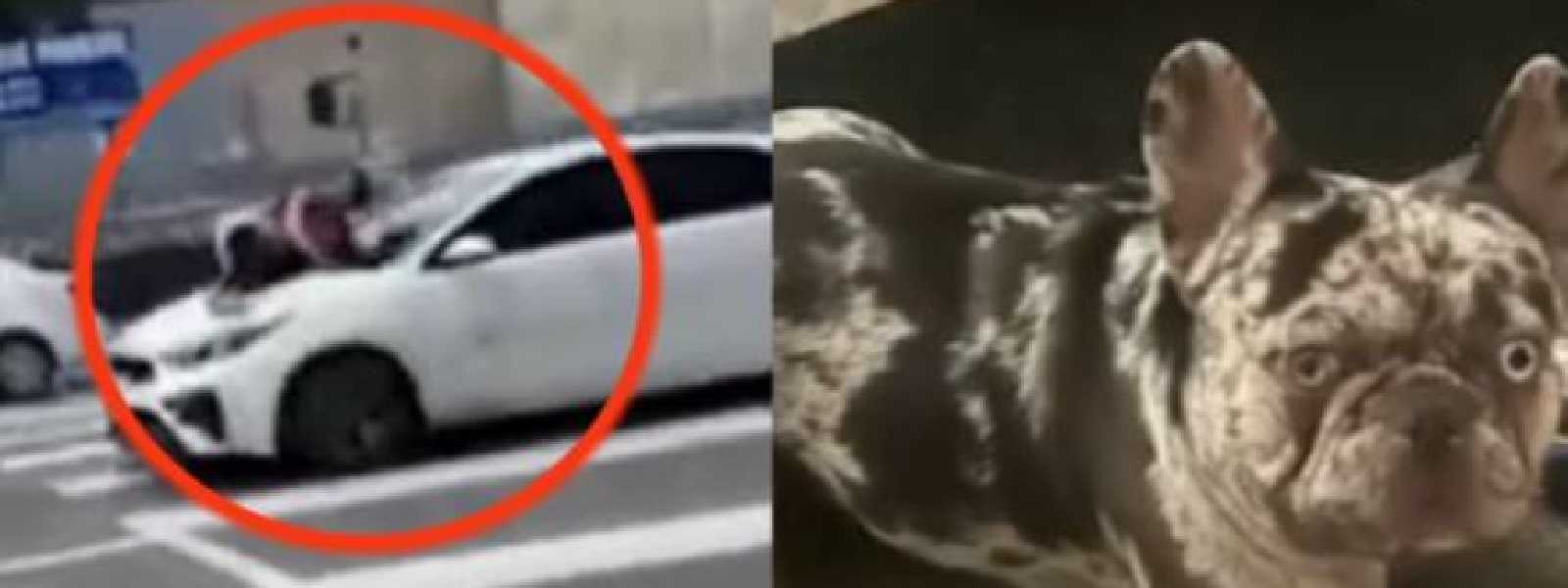 බලු පැටියා බේරගන්න හොරු ආපු වාහනයට පැන්න කාන්තාවක්