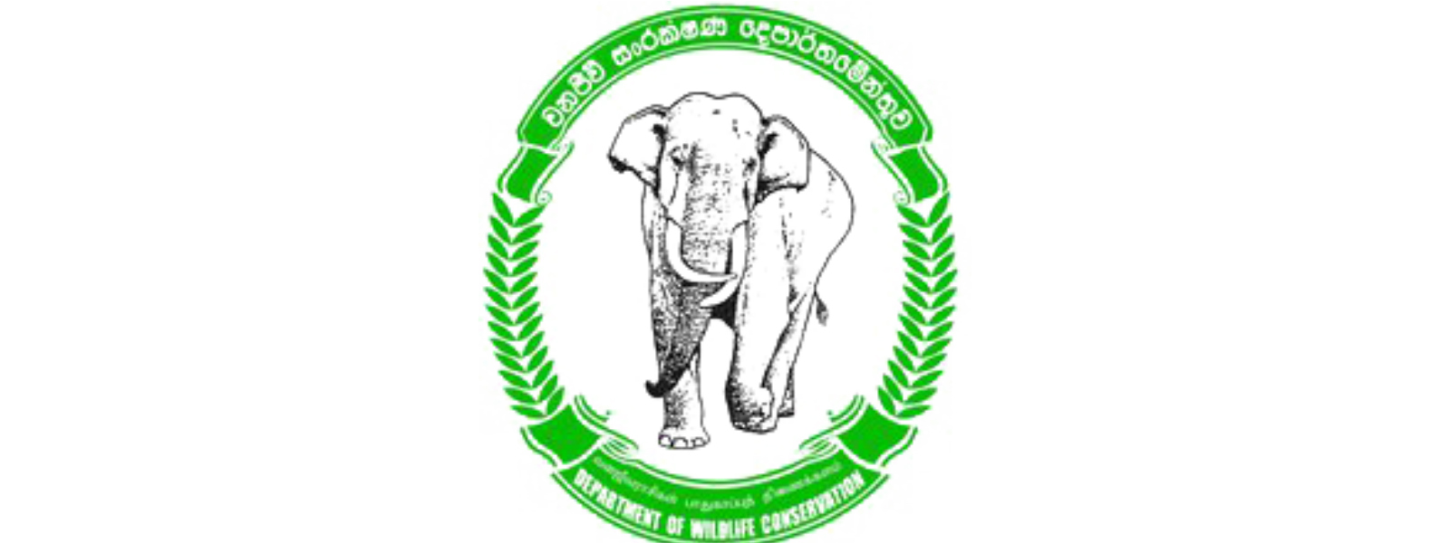 මේ වසර තුළ අලි මරණ 350 - වනජීවී දෙපාර්තමේන්තුව