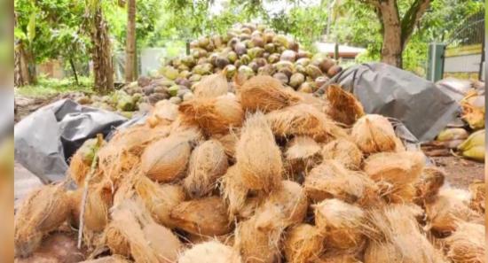 පොල් අස්වැන්නේ වැඩිවීමක්...