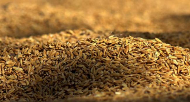 යල කන්නයේ වී මිලඳී ගැනීම හෙට සිට...