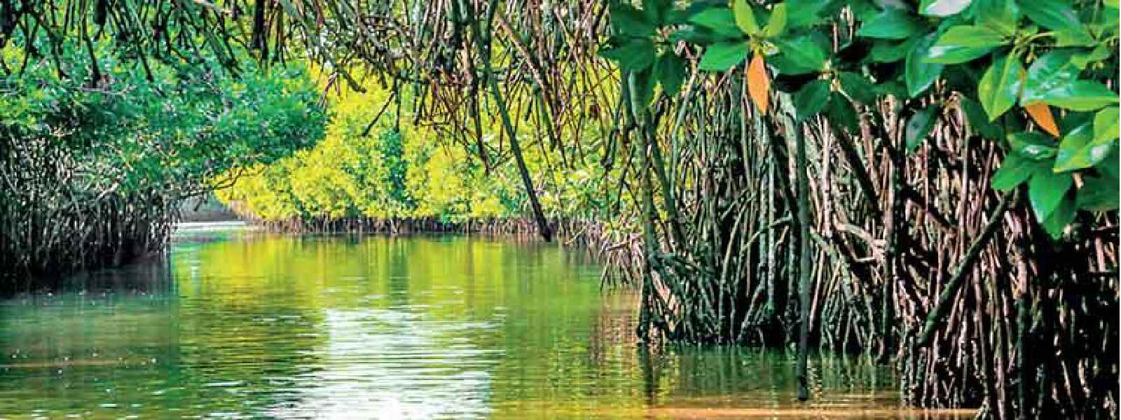 කඩොලාන පරිසර පද්ධති 8ක් රක්ෂිත ලෙස නම් කෙරේ..