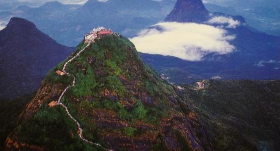 වඳවී ගිය ගෙඹි විශේෂයක් සිරිපා අඩවියෙන් හමුවෙයි