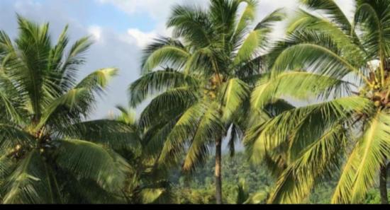 රෝගවැළඳී ඇති පොල්ගස් ඉවත් කිරීමේදී දෙන වන්දිය ඉහලට