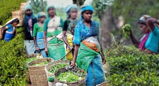 වතු කම්කරු දෛනික වැටුප රු.1550ක් දක්වා ඉහළට