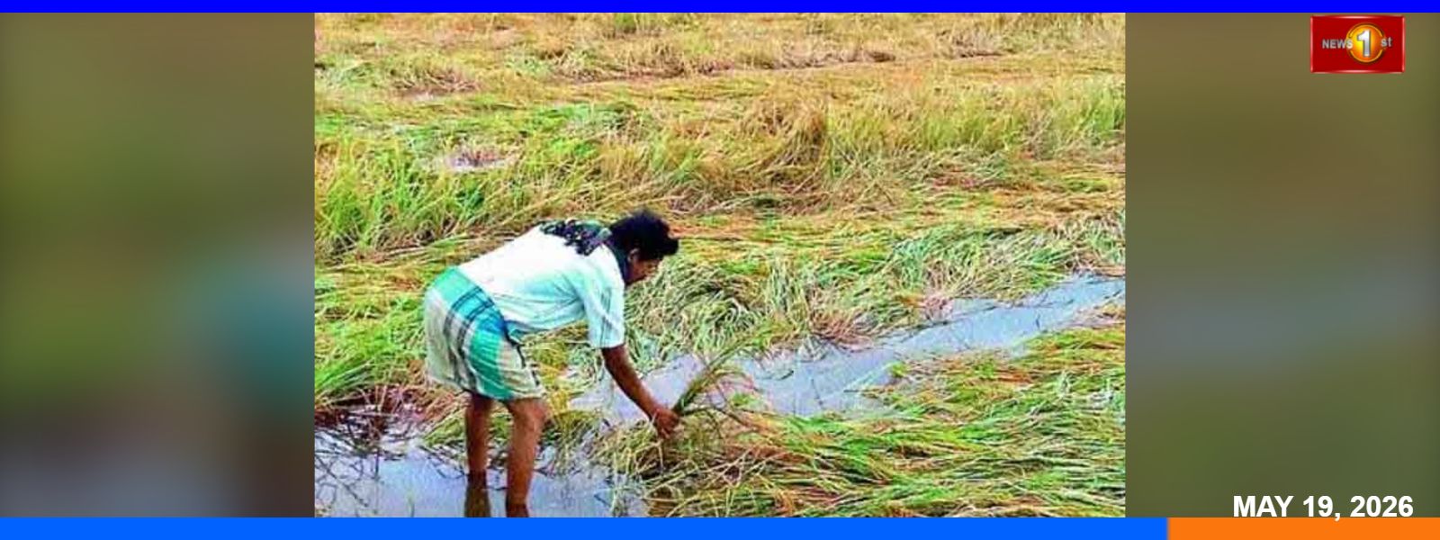 වගා හානි පිළිබඳ දැනුම් දෙන්නැයි ගොවි ජනතාවට උපදෙස්