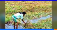 වගා හානි පිළිබඳ දැනුම් දෙන්නැයි ගොවි ජනතාවට උපදෙස්