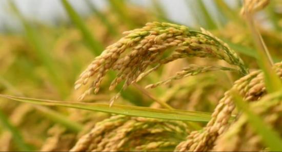 යල කන්නයේ වී මිලදී ගැනීම මේ මස 15 වැනිදා සිට ඇරඹේ.