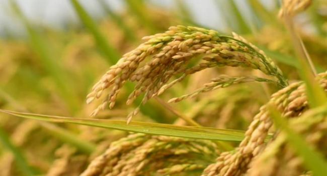 යල කන්නයේ වී මිලදී ගැනීම අද සිට...