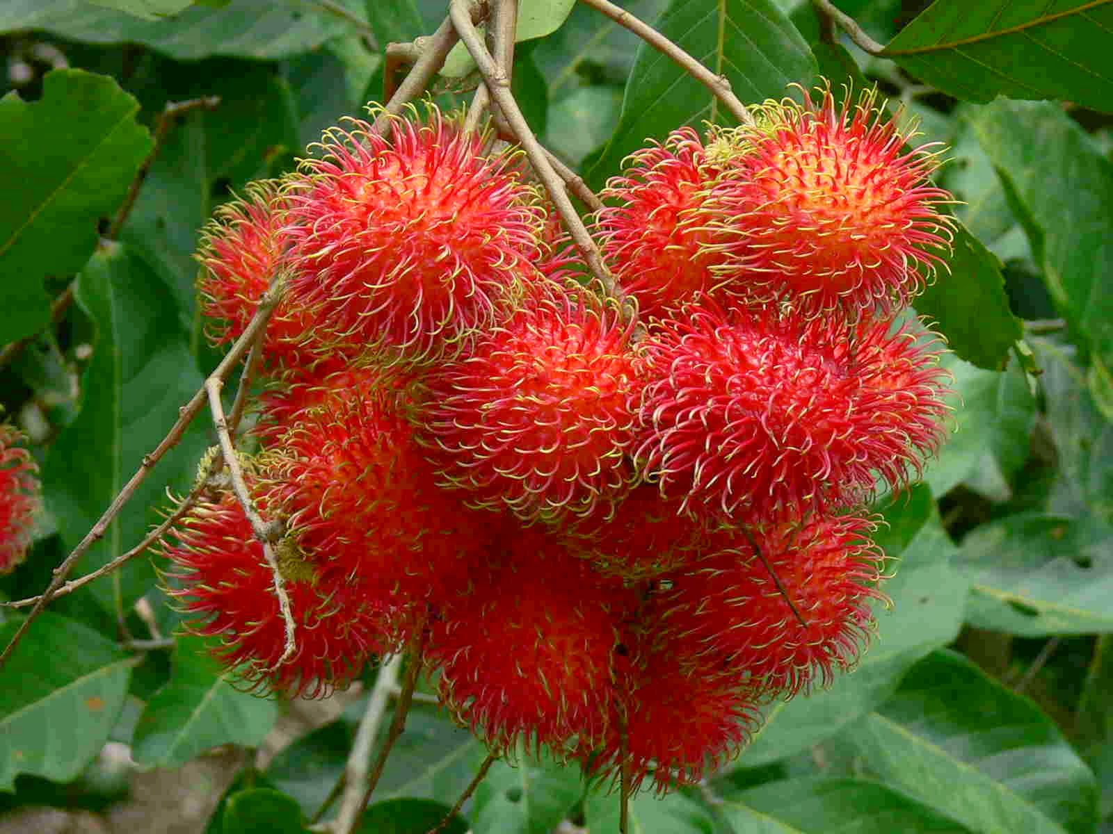 ரம்புட்டான் செய்கையை ஆரம்பிக்க நடவடிக்கை