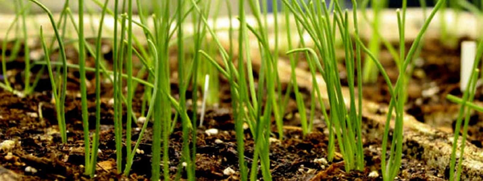 மாத்தளையில் சிறுபோகத்தில் சின்ன வெங்காய செய்கை