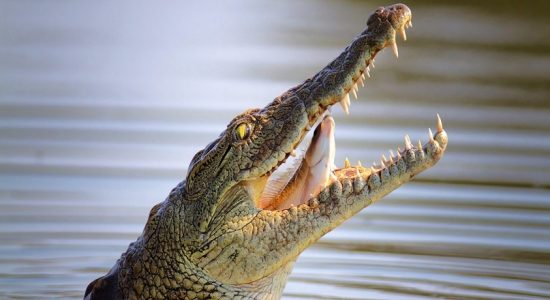 குளிக்கச்சென்ற பெண் முதலைக்கு இரையான அவலம்