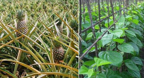 மாத்தறையில் ஊடுபயிர்ச்செய்கை மேற்கொள்ளத் திட்டம்