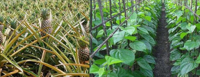 மாத்தறையில் ஊடுபயிர்ச்செய்கை மேற்கொள்ளத் திட்டம்