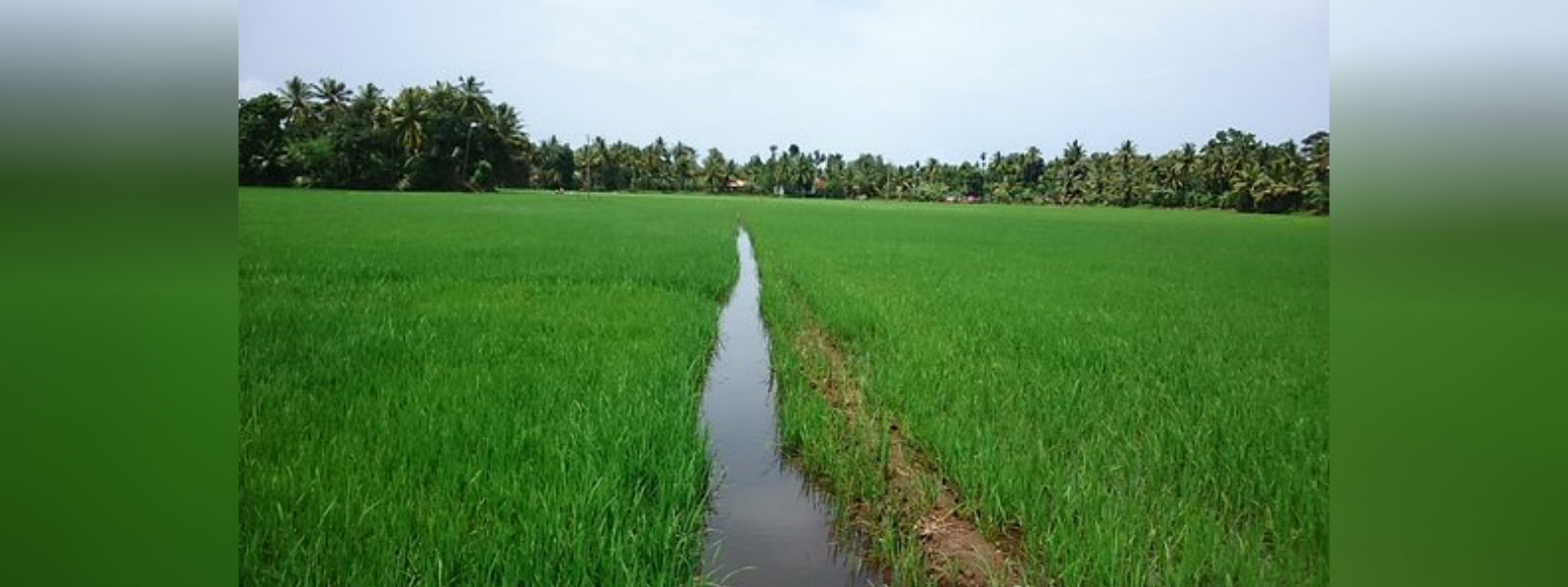 மகாவலி அபிவிருத்தி வலயத்தில் மாதாந்த போகச்செய்கை
