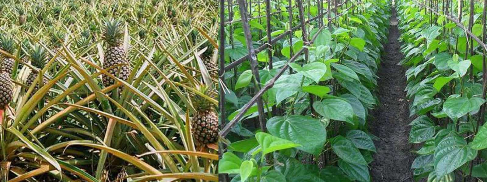 மாத்தறையில் ஊடுபயிர்ச்செய்கை மேற்கொள்ளத் திட்டம்