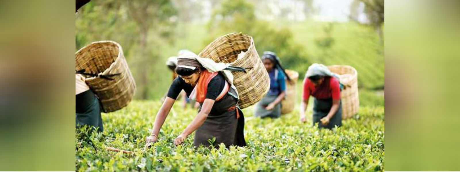 தோட்டத் தொழிலாளர்களின் புதிய சம்பள விபரம்