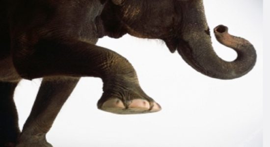காட்டு யானை தாக்கியதில் 2 சிறுமிகள் உயிரிழப்பு