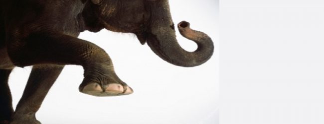 காட்டு யானை தாக்கியதில் 2 சிறுமிகள் உயிரிழப்பு