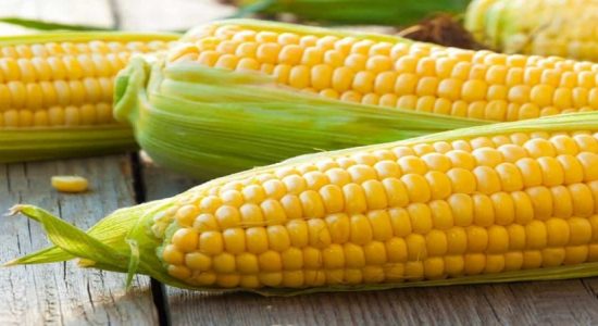 சோள உற்பத்தியை அதிகரிக்க விவசாயிகளுக்கு சலுகைகள் 