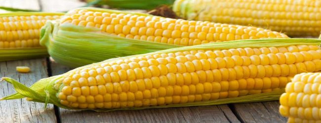 சோள உற்பத்தியை அதிகரிக்க விவசாயிகளுக்கு சலுகைகள் 