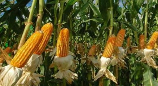 சோளப் பயிரில் படைப்புழு தாக்கம் 