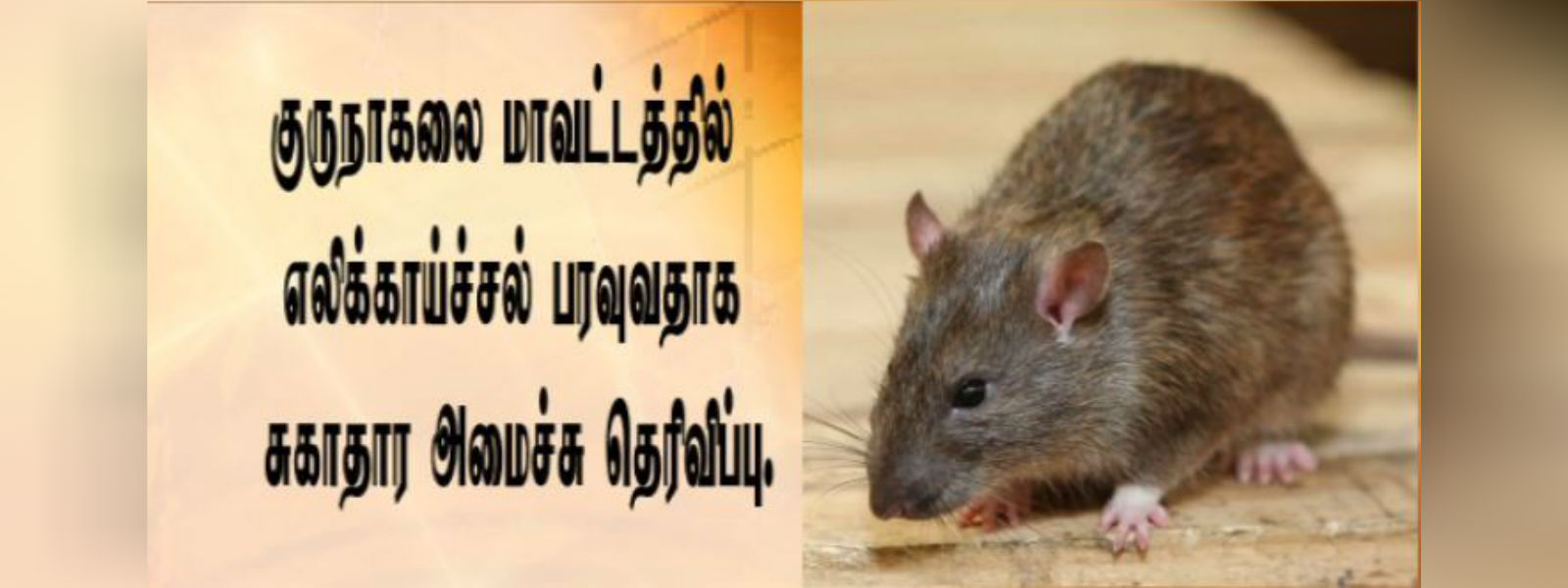 குருநாகல் மாவட்டத்தில் எலிக்காய்ச்சல் பரவல்