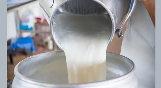 மாடுகளின் இறப்பினால் பால் உற்பத்தி பாதிப்பு