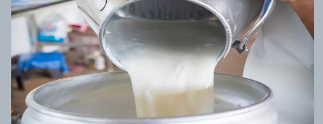 மாடுகளின் இறப்பினால் பால் உற்பத்தி பாதிப்பு