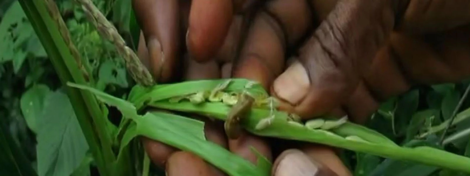 காற்றின் மூலம் பரவிய படைப்புழு