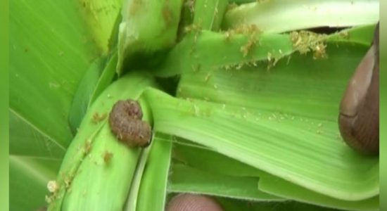 இழப்பீடு வழங்க காப்புறுதி அவசியமில்லை