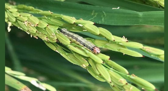 படைப்புழுவை ஒழிப்பது குறித்த விசேட பேச்சுவார்த்தை 
