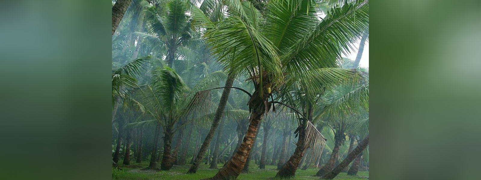 தென்னங்காணிகளை மறுசீரமைக்கும் வேலைத்திட்டம்