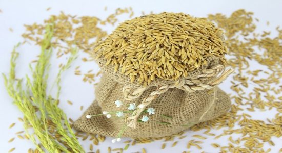 நெல்லுக்கான நிர்ணய விலையை அறிவிக்க வேண்டும் 