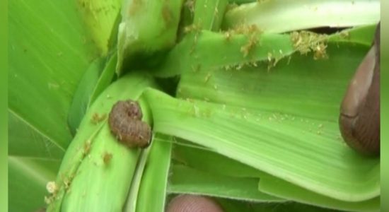 படைப்புழுவால் பாதிக்கப்பட்ட விவசாயிகளுக்கு நட்டஈடு