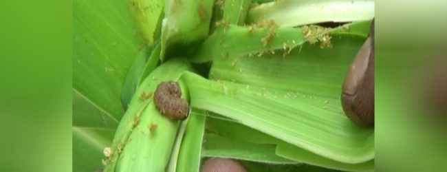 படைப்புழுவால் பாதிக்கப்பட்ட விவசாயிகளுக்கு நட்டஈடு