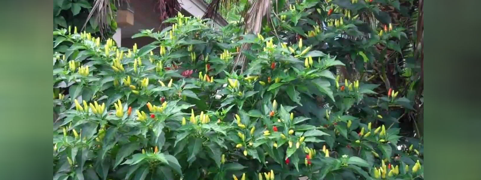 கொச்சி மிளகாய் செய்கையை விஸ்தரிக்க நடவடிக்கை