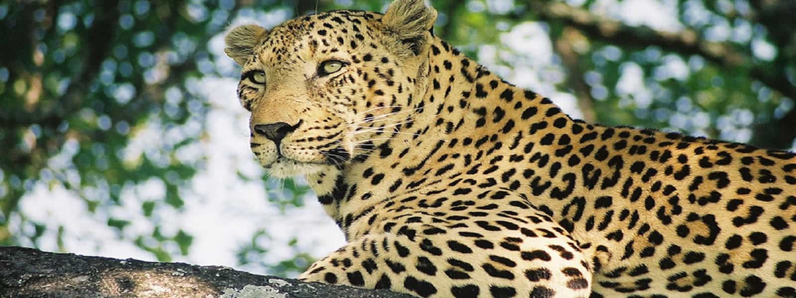 பெந்தரா பார்டஸ் எனும் அரிய வகை புலிகள் உயிரிழப்பு