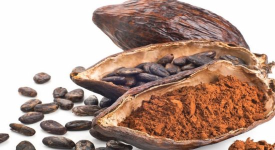 மொனராகலையில் கொக்கோ செய்கை விஸ்தரிப்பு