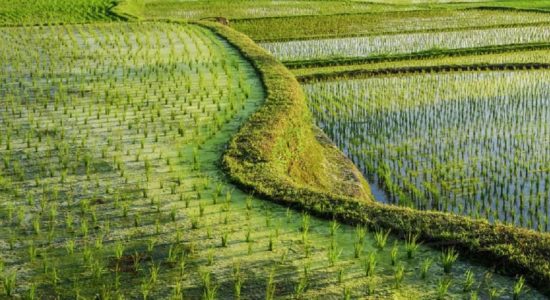 சில பிரதேசங்களில் பெரும்போக நெற்செய்கை ஆரம்பம் 
