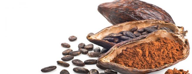 மொனராகலையில் கொக்கோ செய்கை விஸ்தரிப்பு