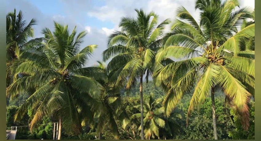 நாட்டில் தெங்கு செய்கையை மேம்படுத்த தீர்மானம்