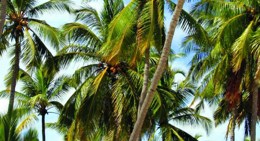 தெங்குச் செய்கையை பராமரித்து உற்பத்தியை அதிகரிக்க நடவடிக்கை