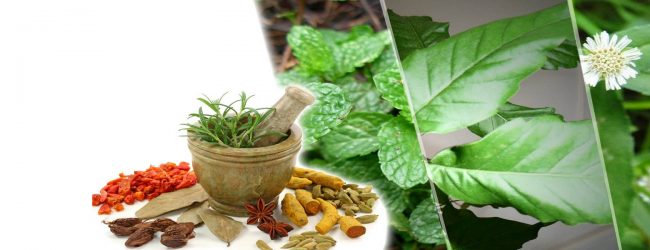 மாத்தறை, ஹம்பாந்தோட்டையில் மூலிகைச் செடி வளர்ப்பு