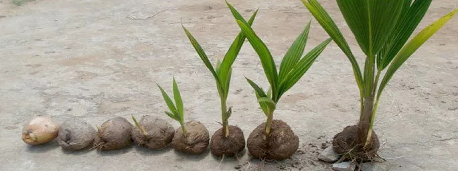 உயர்தர தென்னங்கன்றுகள் விநியோகம்