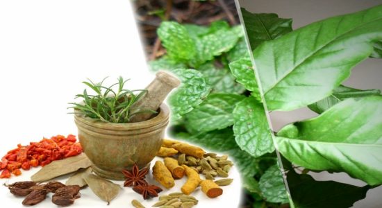மாத்தறை, ஹம்பாந்தோட்டையில் மூலிகைச் செடி வளர்ப்பு