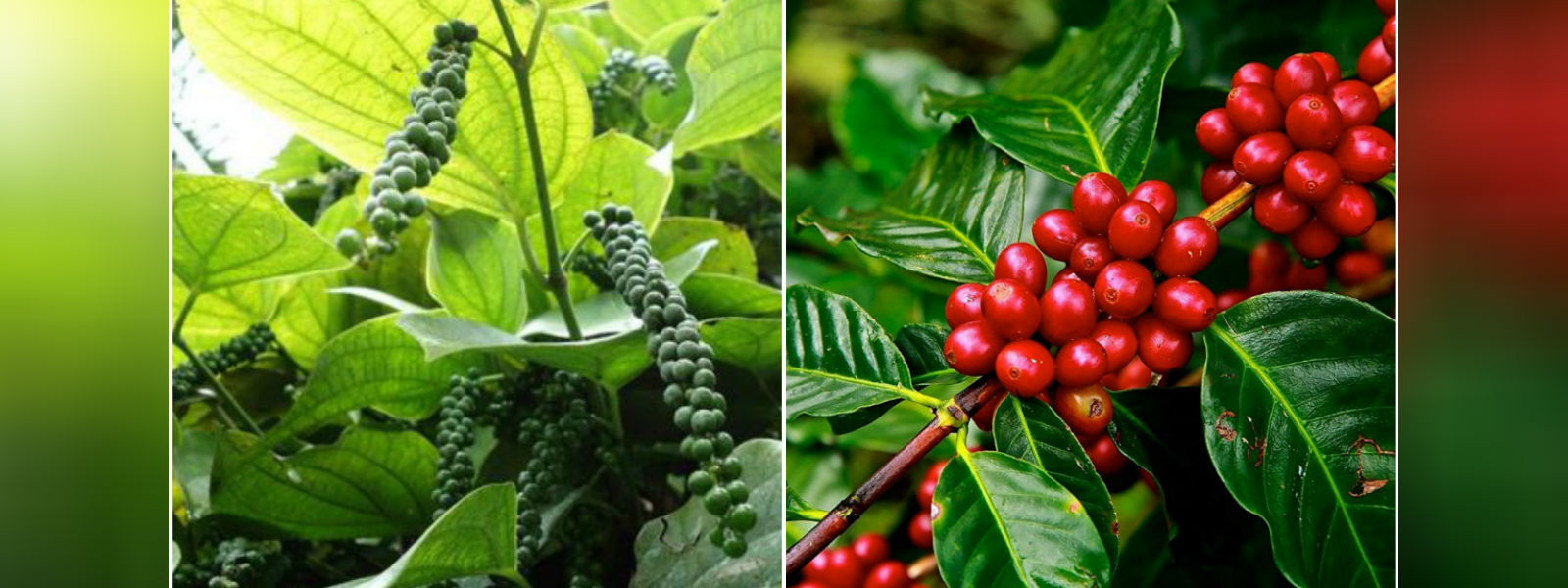 மிளகு மற்றும் கோப்பியை செய்கையிட அமைச்சு நடவடிக்கை
